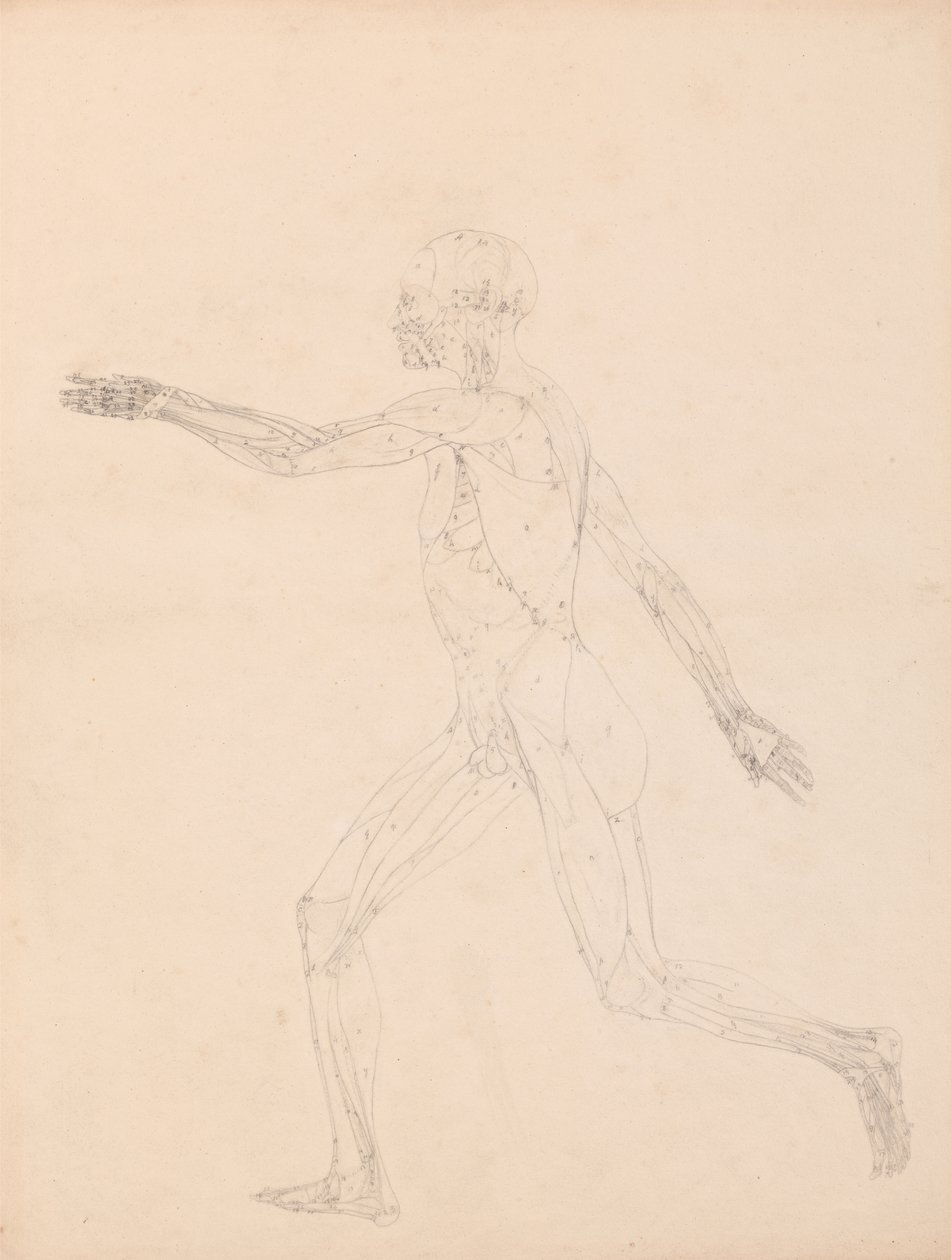 Studie af den menneskelige figur, sidebillede, diagram for nøgle til tabel XIII, fra en sammenlignende anatomisk fremstilling af den menneskelige krops struktur med en tiger og en almindelig høns, 1795-1806 (g af George Stubbs