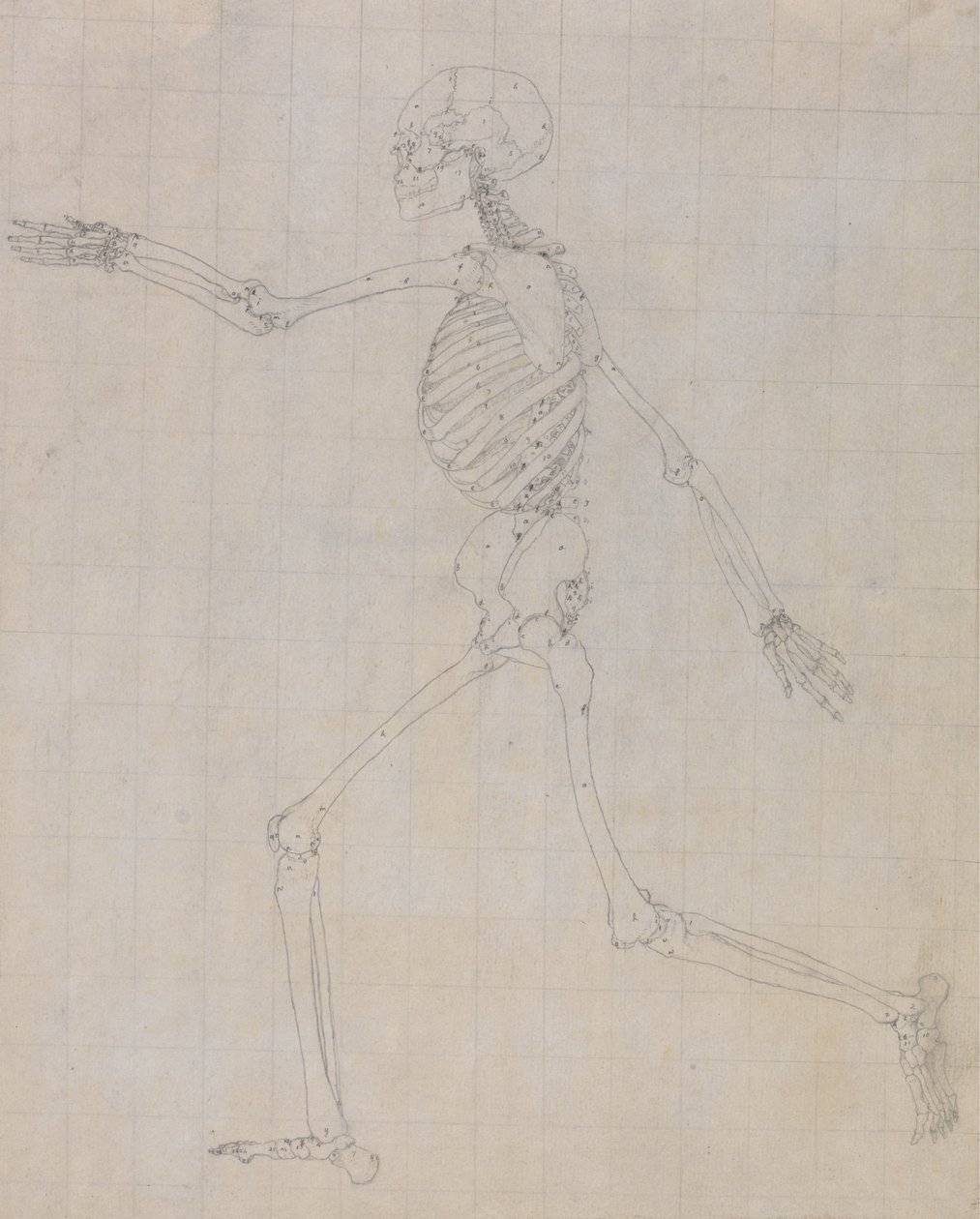 Undersøgelse af den menneskelige figur, sideværts, afsluttet undersøgelse til tabel III, fra en sammenlignende anatomisk fremstilling af den menneskelige krops struktur med en tiger og en almindelig høns, 1795-1806 (gr. af George Stubbs