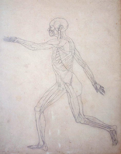 Studie af den menneskelige figur, sideværts, fra en sammenlignende anatomisk fremstilling af den menneskelige krops struktur med en tiger og en almindelig høns, ca. 1795-1806 (grafit på patronpapir) af George Stubbs