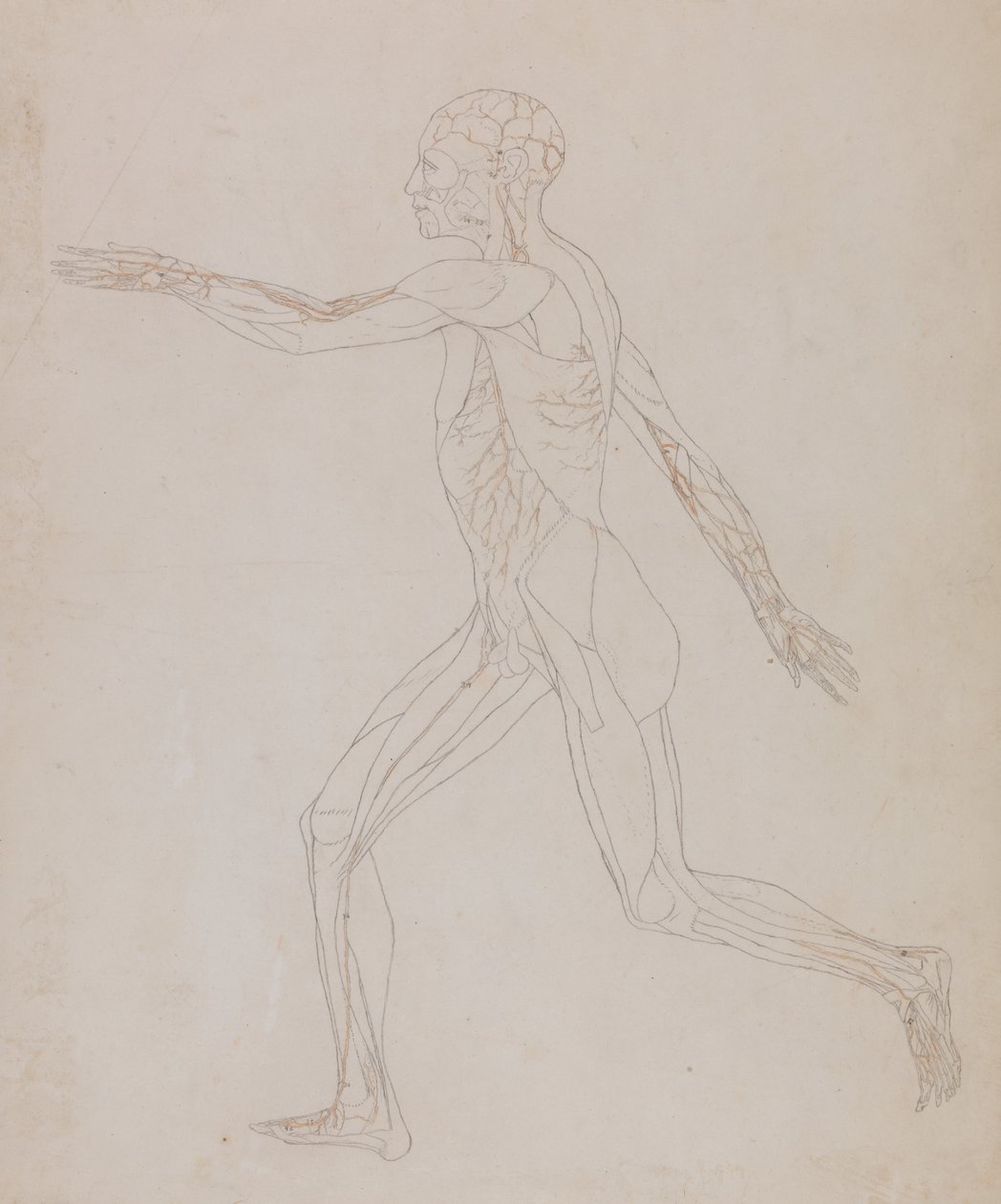 Studie af den menneskelige figur, sideværts, fra en sammenlignende anatomisk fremstilling af den menneskelige krops struktur med en tiger og en almindelig høns, ca. 1795-1806 (grafit på papir) af George Stubbs