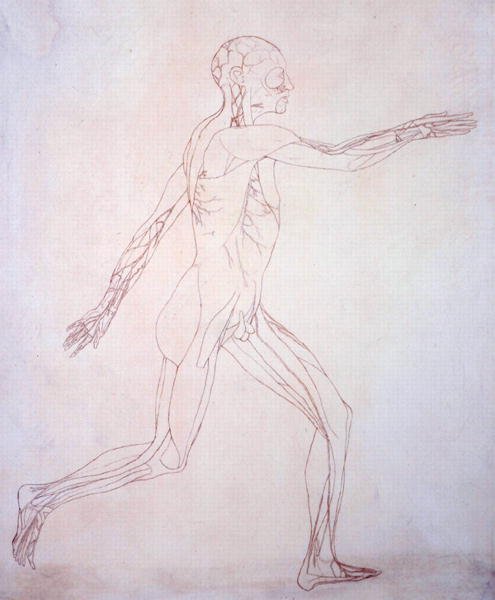 Studie af den menneskelige figur, sideværts, fra en sammenlignende anatomisk fremstilling af den menneskelige krops struktur med en tiger og en almindelig høns, ca. 1795-1806 (blæk på papir) af George Stubbs