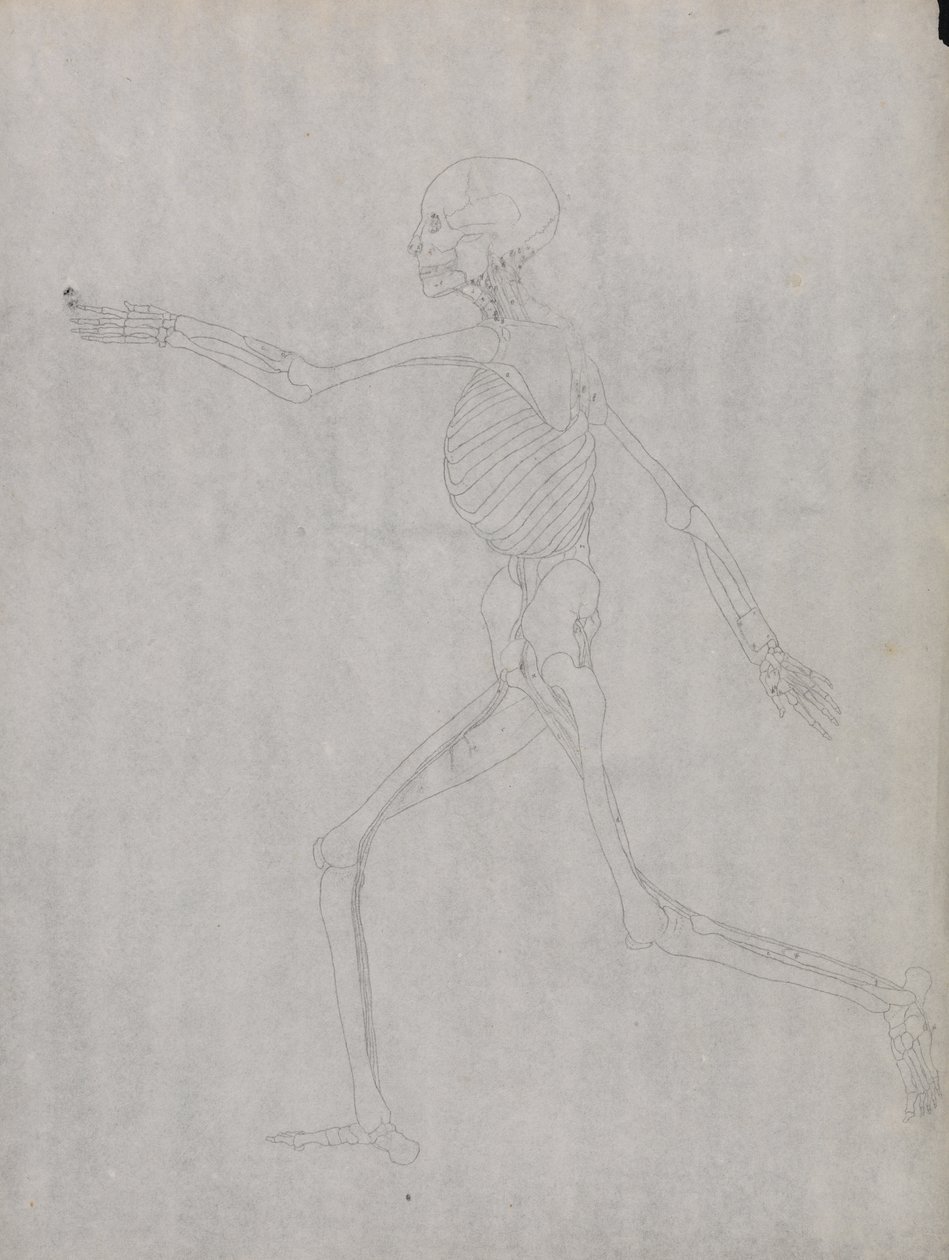 Studie af den menneskelige figur, sideværts, fra en sammenlignende anatomisk fremstilling af den menneskelige krops struktur med en tiger og en almindelig høns, 1795-1806 (grafit på kraftigt vævet papir) af George Stubbs