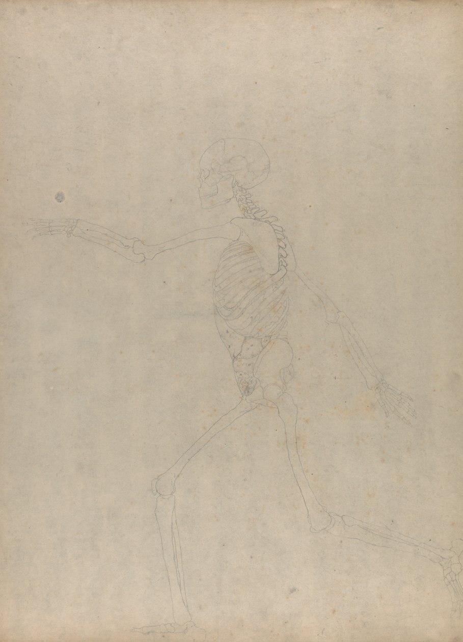 Studie af den menneskelige figur, sideværts, fra en sammenlignende anatomisk fremstilling af den menneskelige krops struktur med en tiger og en almindelig høns, 1795-1806 (grafit på kraftigt vævet papir) af George Stubbs