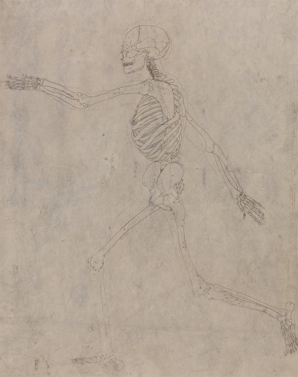 Studie af den menneskelige figur, sideværts, fra en sammenlignende anatomisk fremstilling af den menneskelige krops struktur med en tiger og en almindelig høns, 1795-1806 (grafit med blæk på kraftig vævning af George Stubbs