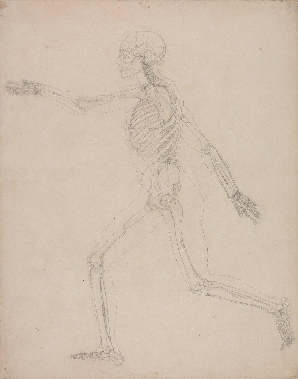 Studie af den menneskelige figur, sideværts, fra en sammenlignende anatomisk fremstilling af den menneskelige krops struktur med en tiger og en almindelig høns, 1795-1806 (grafit på kraftigt vævet papir) af George Stubbs