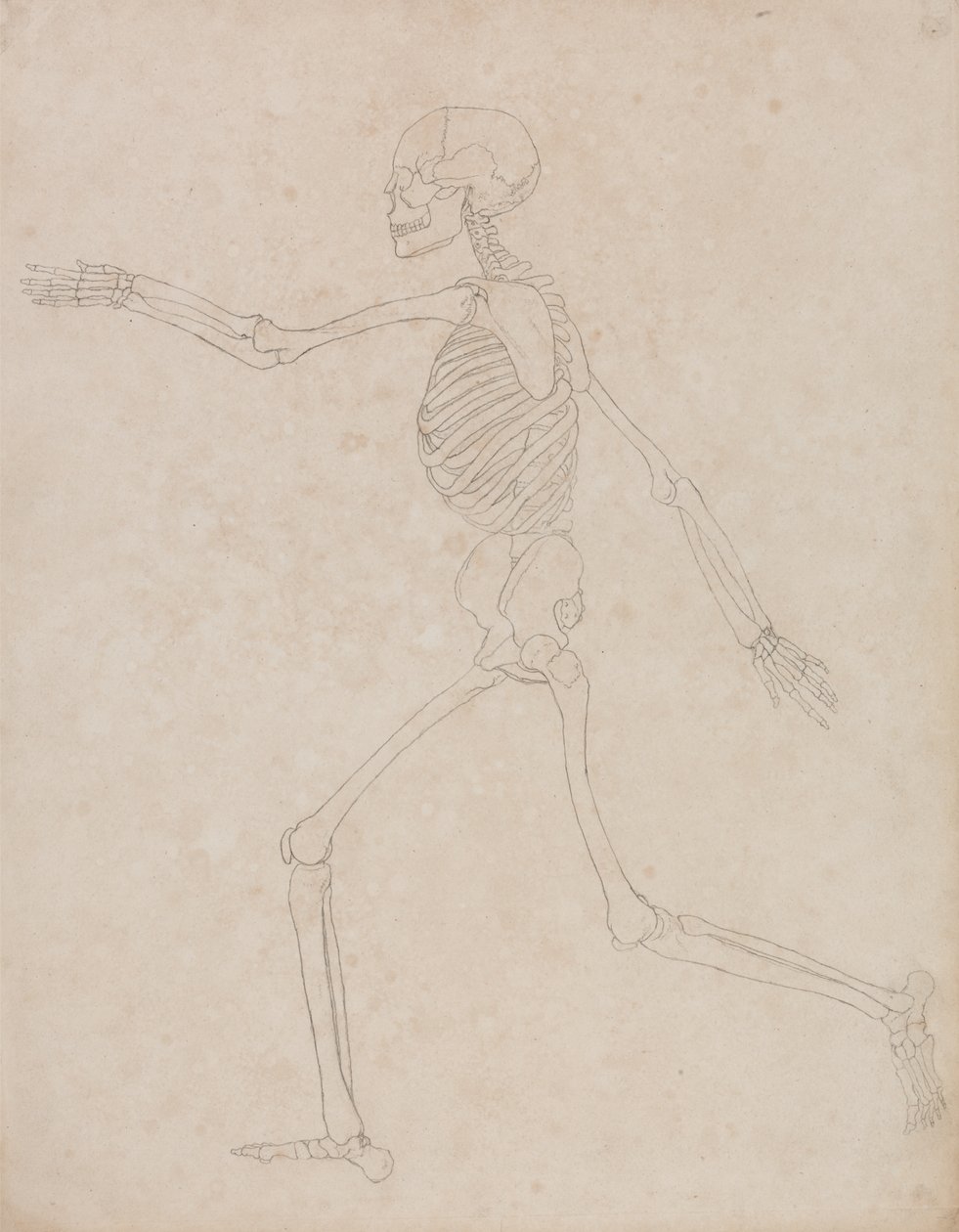 Studie af den menneskelige figur, sideværts, fra en sammenlignende anatomisk fremstilling af den menneskelige krops struktur med en tiger og en almindelig høns, 1795-1806 (grafit på kraftigt vævet papir) af George Stubbs