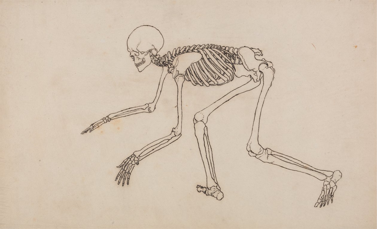 Studie af den menneskelige figur, sideværts, fra en sammenlignende anatomisk fremstilling af den menneskelige krops struktur med en tiger og en almindelig høns, 1795-1806 (pen og blæk over grafit på vævet væv) af George Stubbs