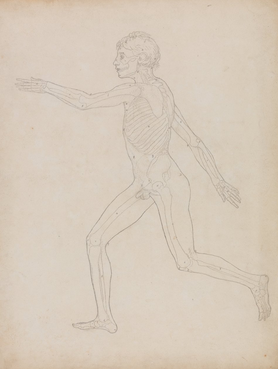 Studiet af den menneskelige figur, sidelæns, fra A Comparative Anatomical Exposition of the Structure of the Human Body with that of a Tiger and a Common Fowl, 1795-1806 (grafit på kraftigt papir) af George Stubbs