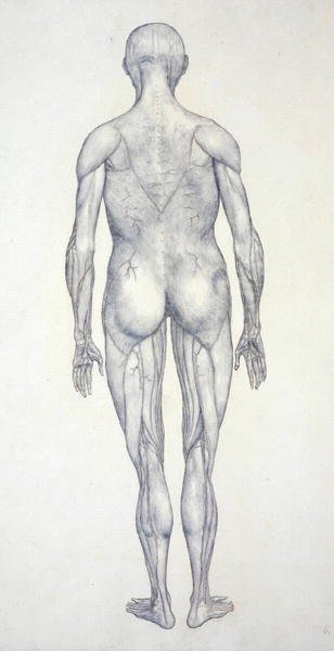 Studie af den menneskelige figur, posteriort billede, fra en sammenlignende anatomisk fremstilling af den menneskelige krops struktur med en tiger og en almindelig høns, ca. 1795-1806 (grafit på patronpapir) af George Stubbs