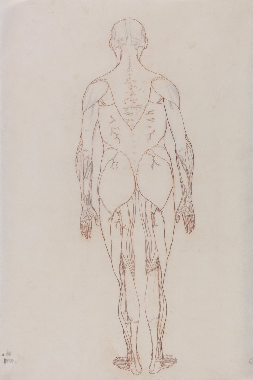 Studie af den menneskelige figur, posteriort billede, fra en sammenlignende anatomisk fremstilling af den menneskelige krops struktur med en tiger og en almindelig høns, ca. 1795-1806 (rødt kridt på patronpapir af George Stubbs