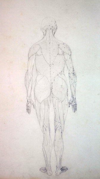 Studie af den menneskelige figur, posteriort billede, fra en sammenlignende anatomisk fremstilling af den menneskelige krops struktur med en tiger og en almindelig høns, ca. 1795-1806 (grafit på patronpapir) af George Stubbs