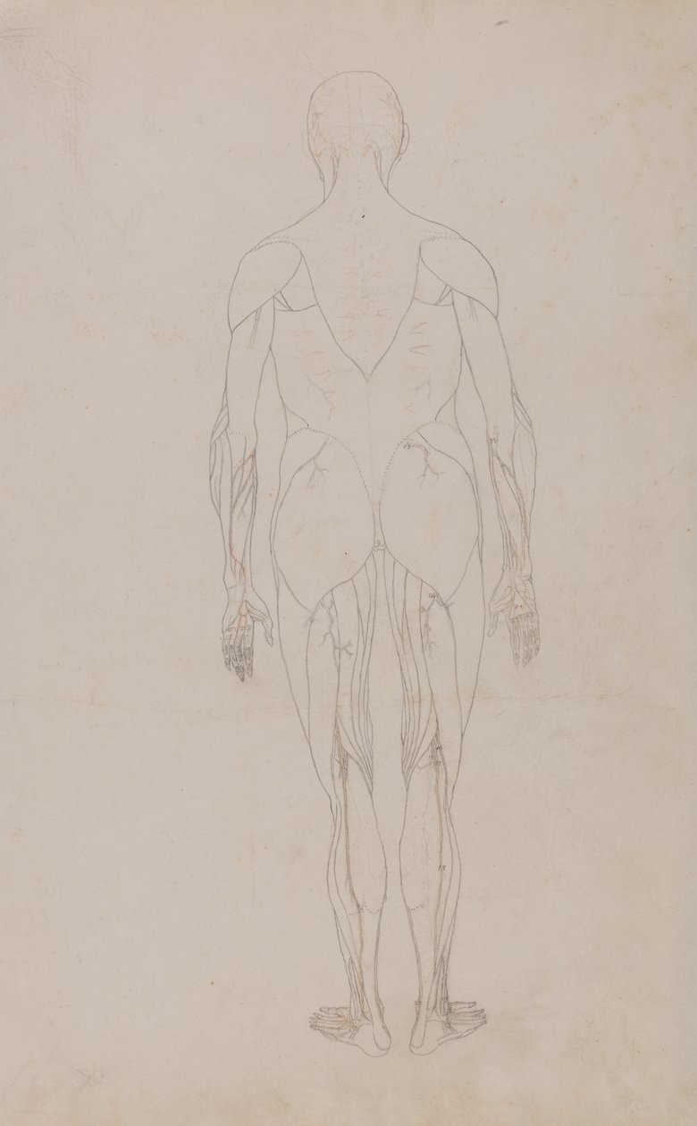 Studie af den menneskelige figur, posteriort billede, fra en sammenlignende anatomisk fremstilling af den menneskelige krops struktur med en tiger og en almindelig høns, ca. 1795-1806 (grafit og blæk på papir) af George Stubbs