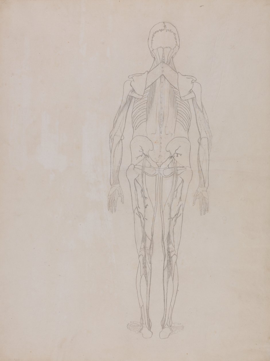 Studie af den menneskelige figur, posteriort billede, fra en sammenlignende anatomisk fremstilling af den menneskelige krops struktur med en tiger og en almindelig høns, ca. 1795-1806 (grafit på patronpapir) af George Stubbs
