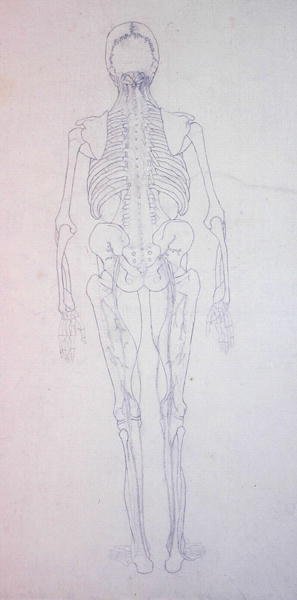Studie af den menneskelige figur, bagfra, fra en sammenlignende anatomisk fremstilling af den menneskelige krops struktur med en tiger og en almindelig høns, ca. 1795-1806 (grafit på papir) af George Stubbs