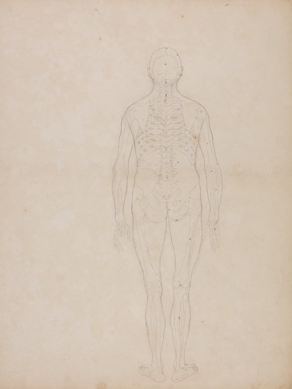Studie af den menneskelige figur, posteriort billede, fra en sammenlignende anatomisk fremstilling af den menneskelige krops struktur med en tiger og en almindelig høns, ca. 1795-1806 (grafit på patronpapir) af George Stubbs