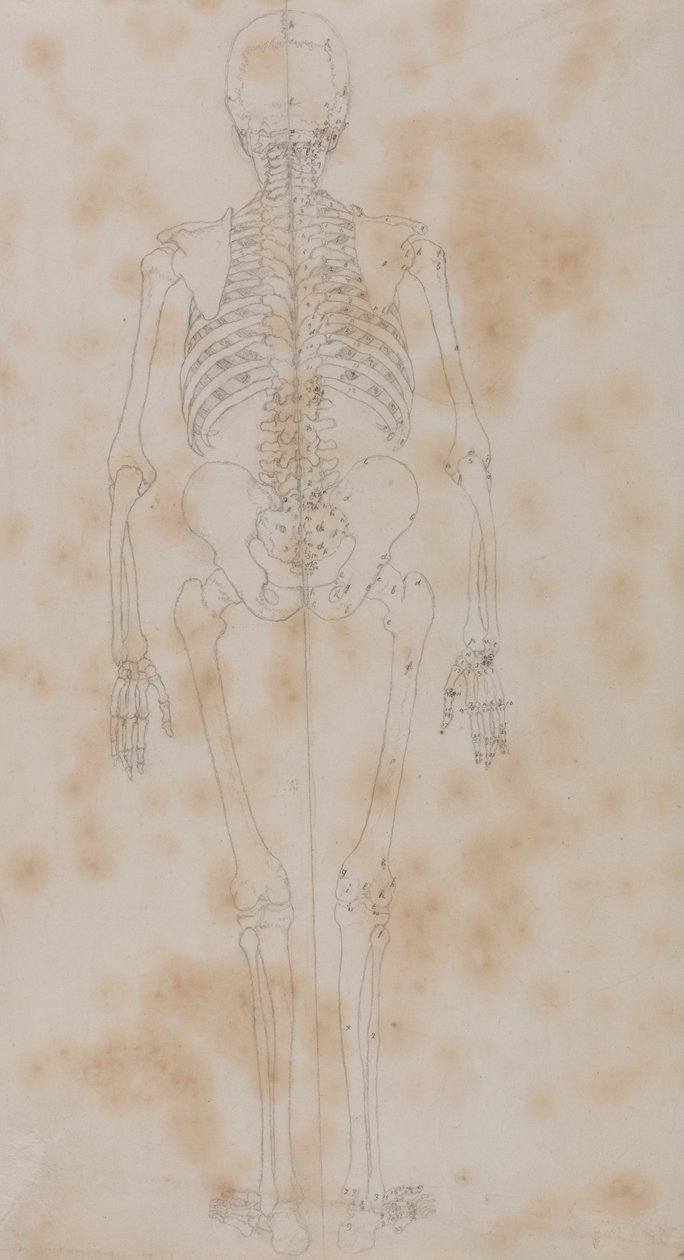 Studie af den menneskelige figur, bagfra, fra en sammenlignende anatomisk fremstilling af den menneskelige krops struktur med en tiger og en almindelig høns, ca. 1795-1806 (grafit på papir) af George Stubbs