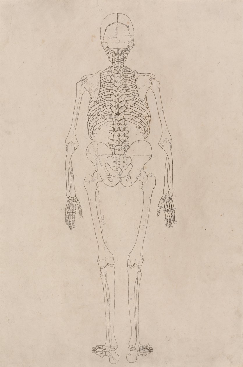 Studie af den menneskelige figur, bagfra, fra en sammenlignende anatomisk fremstilling af den menneskelige krops struktur med en tiger og en almindelig høns, ca. 1795-1806 (blæk på patronpapir) af George Stubbs