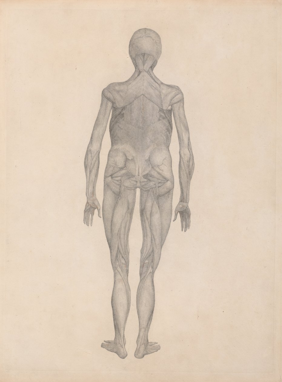 Studie af den menneskelige figur, posteriort billede, med hud og underliggende fascievæv fjernet, fra en sammenlignende anatomisk fremstilling af den menneskelige krops struktur med en tiger og en komm. af George Stubbs