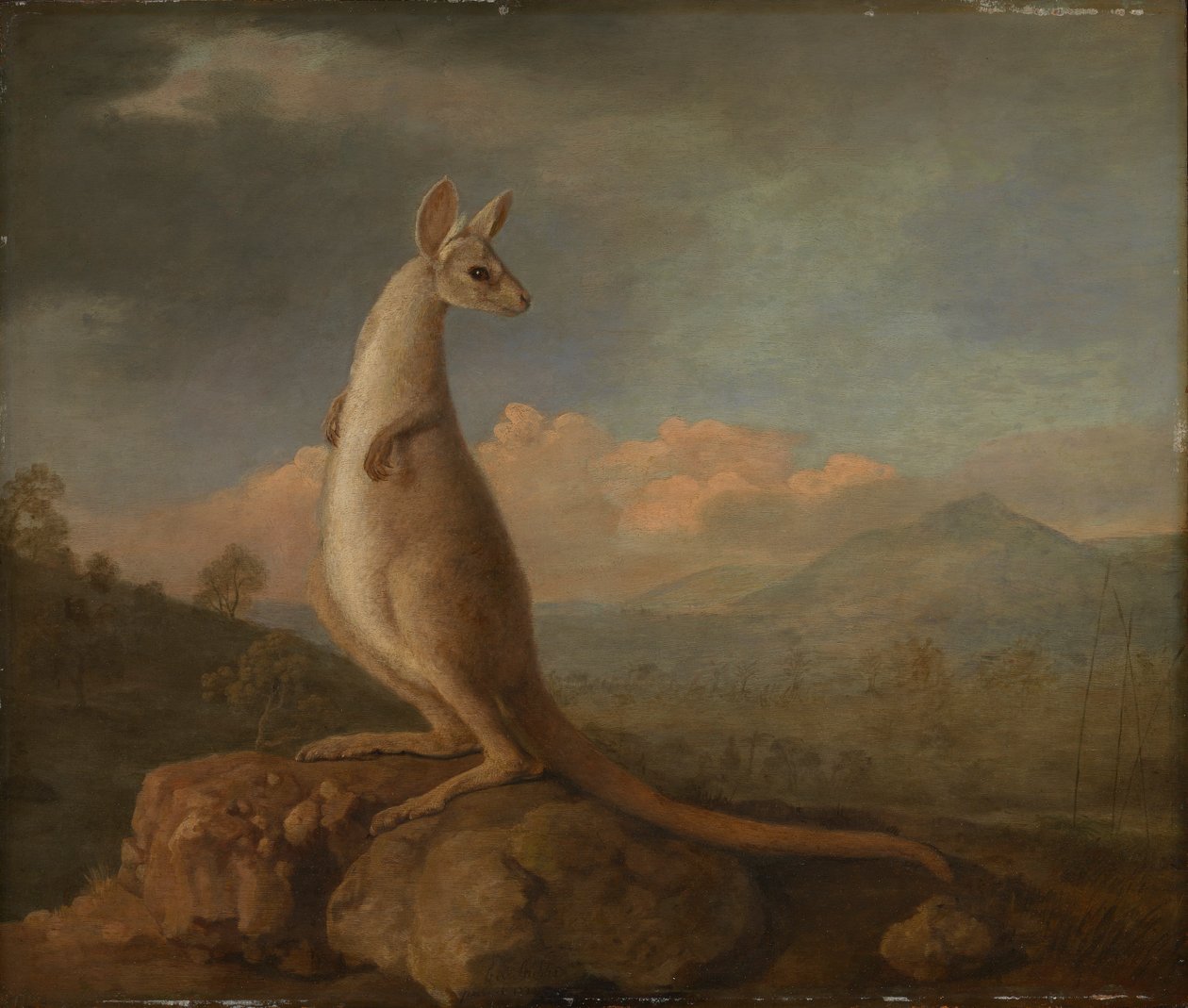 Kongouro fra New Holland (kænguru) af George Stubbs