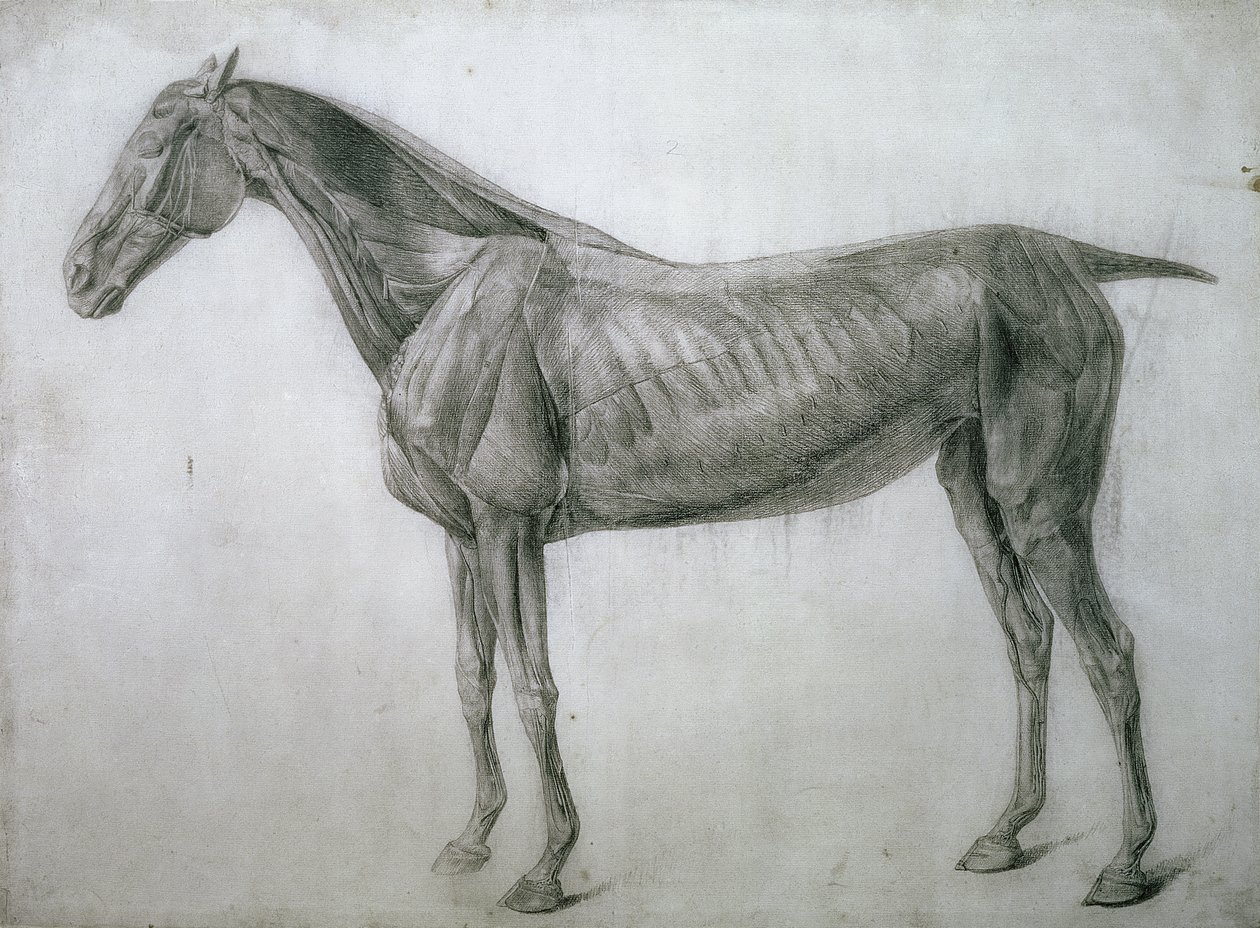 Studiet af muskler: Ecorche-tegning set fra flanken, fra det 13. anatomiske bord, fra hestens anatomi, 1766 af George Stubbs