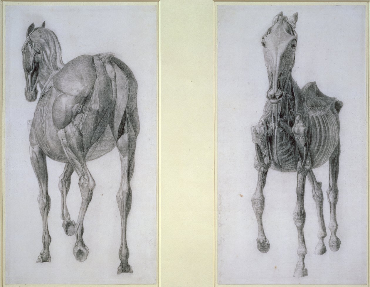 Studiet af muskler: frontal og bagudsigt, fra den 13. anatomiske tabel, fra hestens anatomi, 1766 af George Stubbs