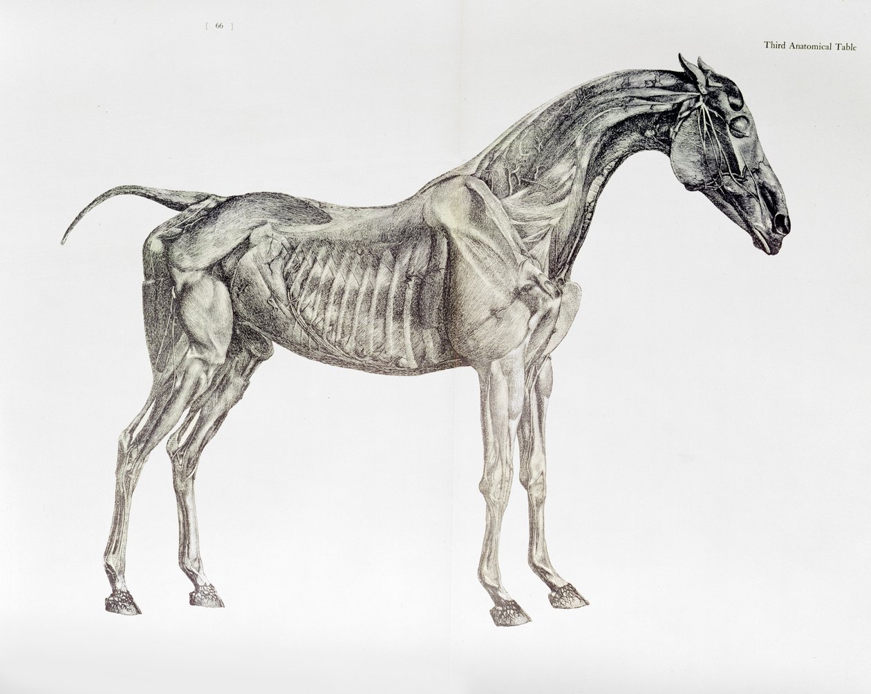 Tredje anatomiske tabel, fra "Hestens anatomi af George Stubbs
