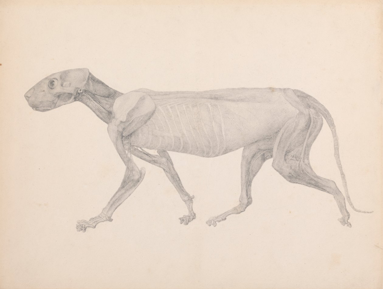 Tigerkrop, sideværts (færdig tegning til upubliceret bord; viser tredje fase i dissektion) af George Stubbs
