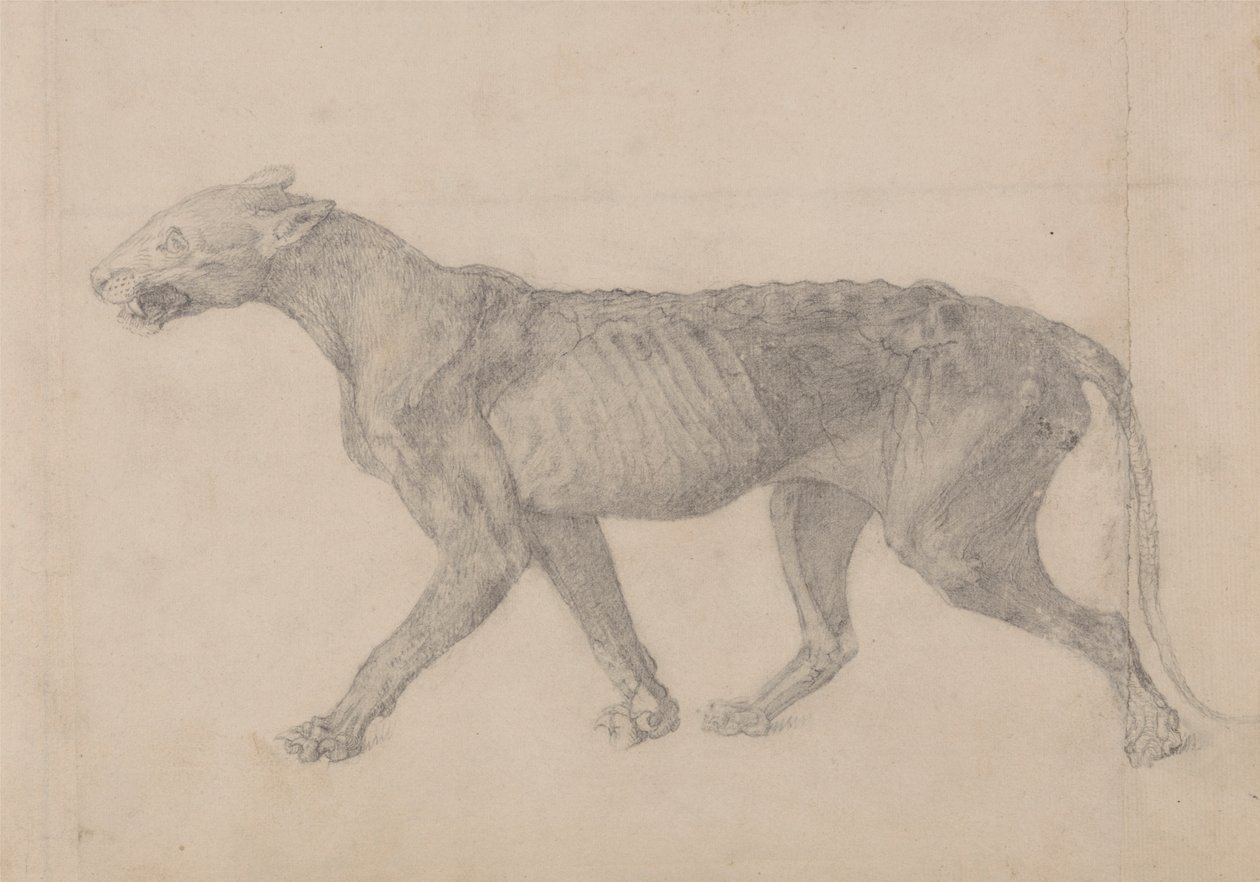 Tiger Body, Lateral View (Første af ni tegninger af et andet eksemplar af tiger) af George Stubbs