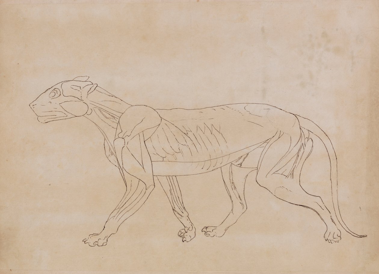 Tigerkrop, set fra siden (konturtegning for en nøglefigur) af George Stubbs