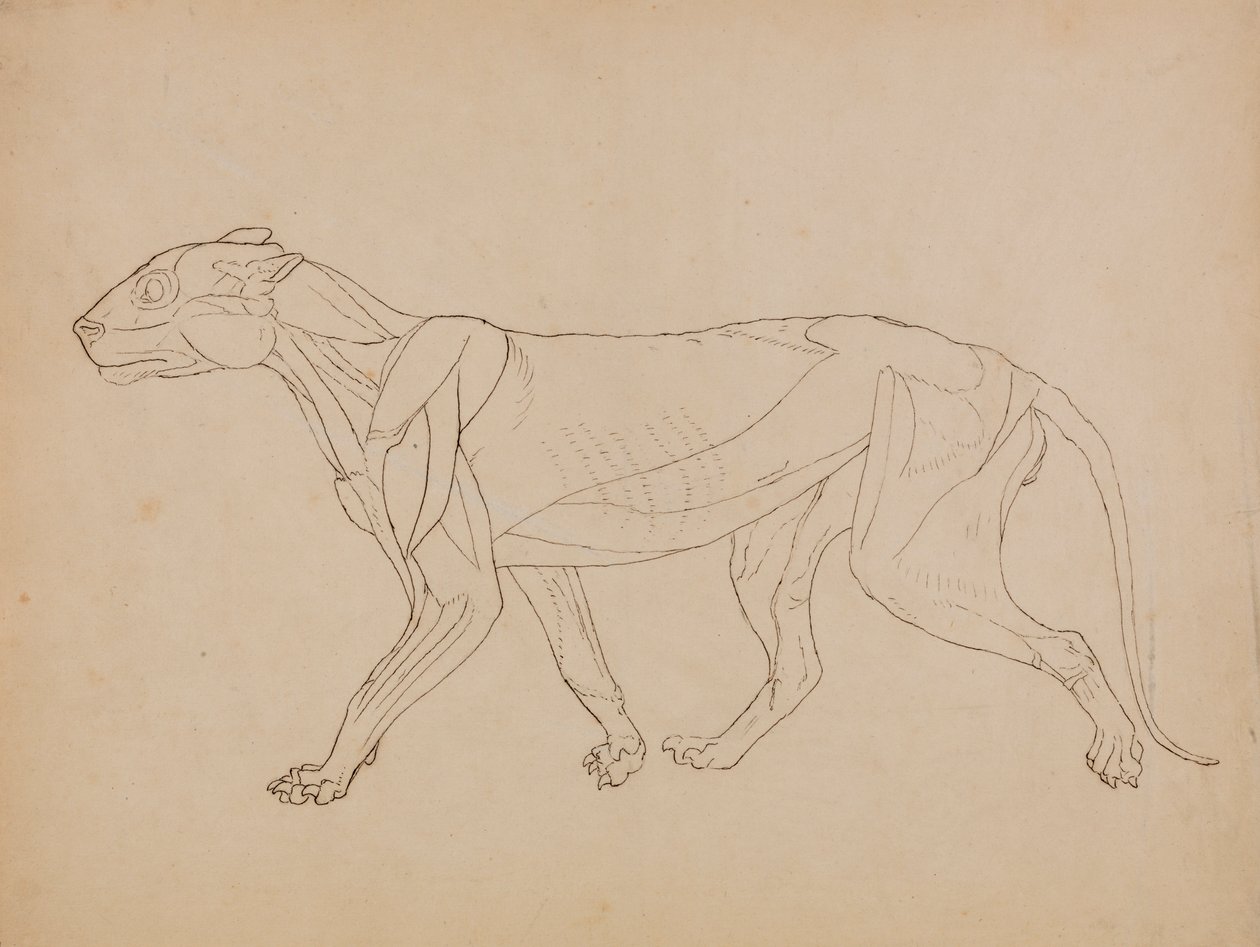 Tiger Body, Lateral View (Sandsynligvis lavet som grundlag for en nøglefigur) af George Stubbs