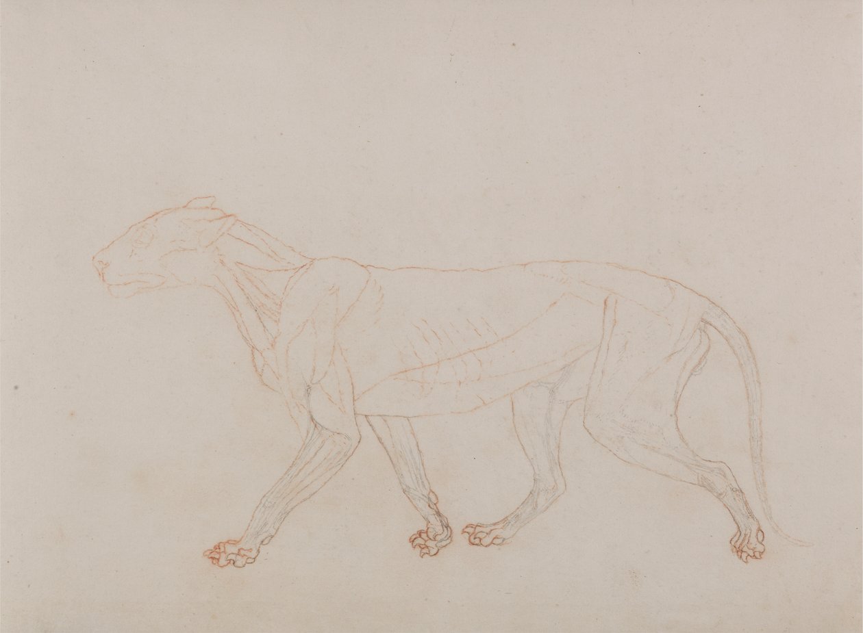 Tiger Body, Lateral View (viser tredje fase i dissektion) af George Stubbs
