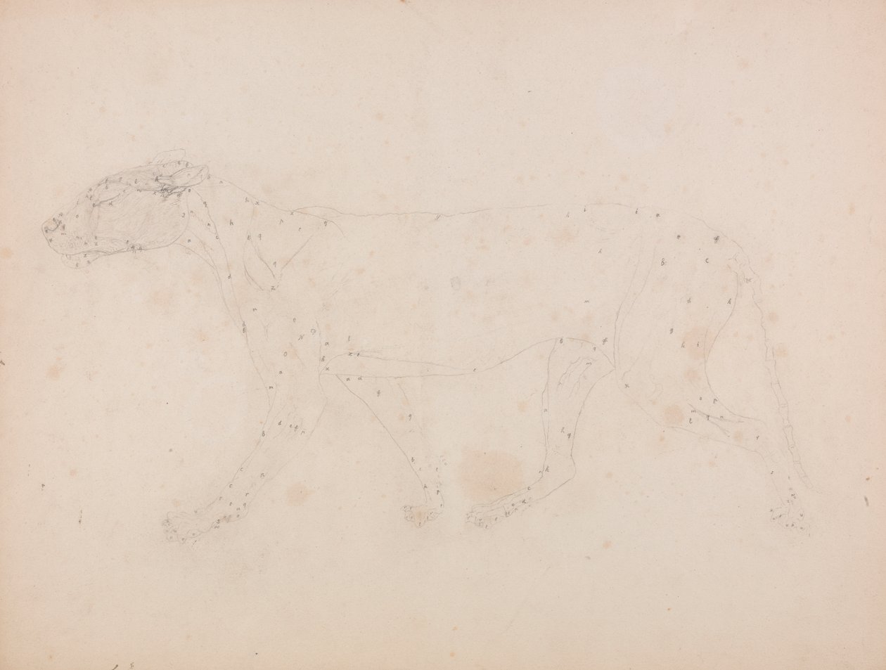 Tigerkrop, set fra siden (Studie af musklerne for nøgletallet til tabel IX) af George Stubbs