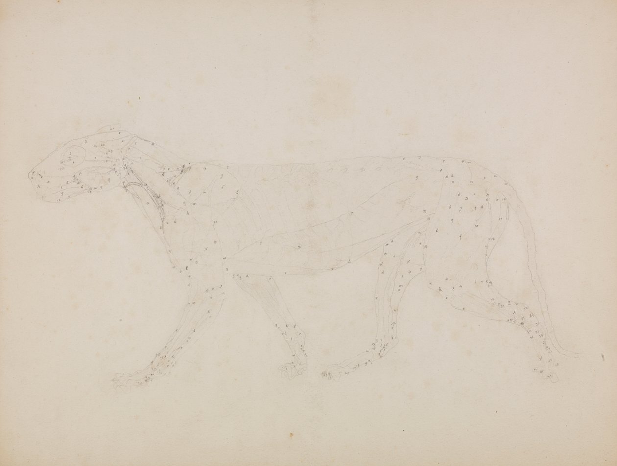 Tigerkrop, sideværts (Studie af de øvre lag af muskler og deres blodforsyning forberedt til nøgletallet i tabel XIV) af George Stubbs