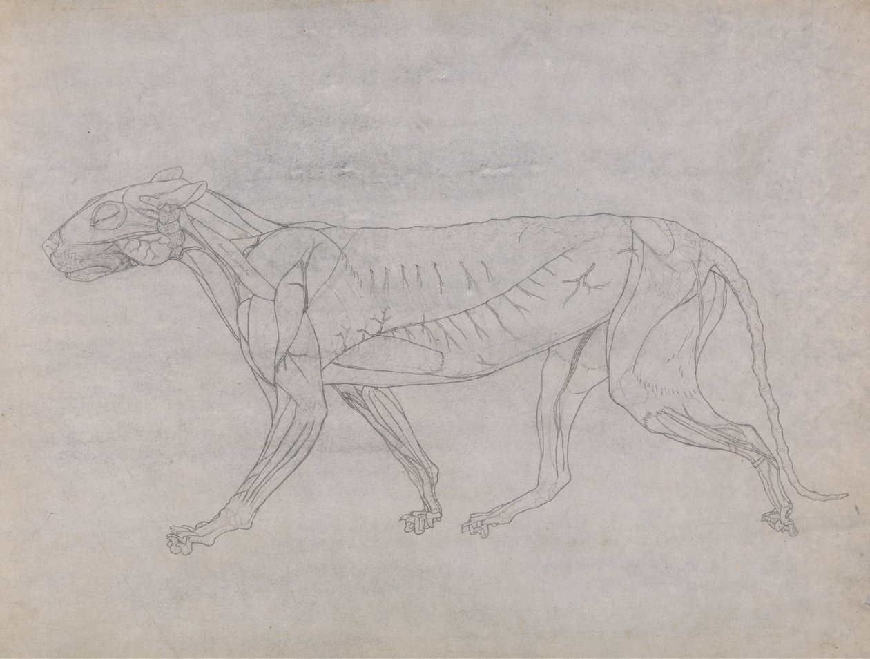Tigerkrop, set fra siden af George Stubbs