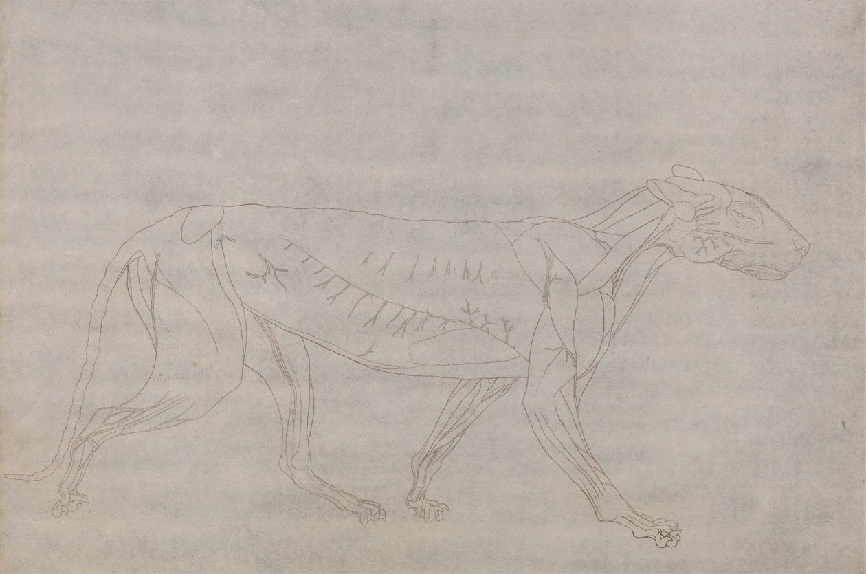 Tigerkrop, set fra siden af George Stubbs