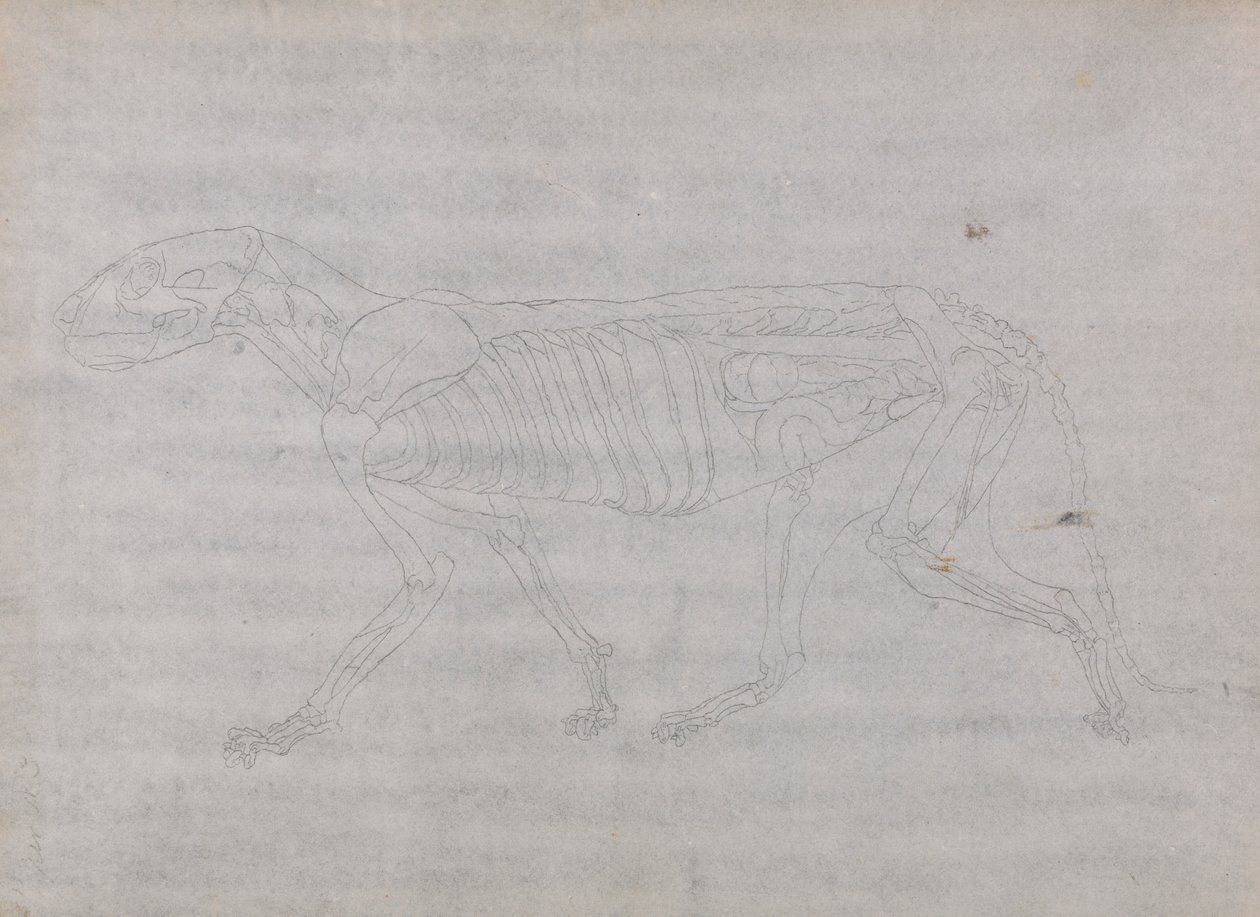 Tigerkrop, set fra siden af George Stubbs