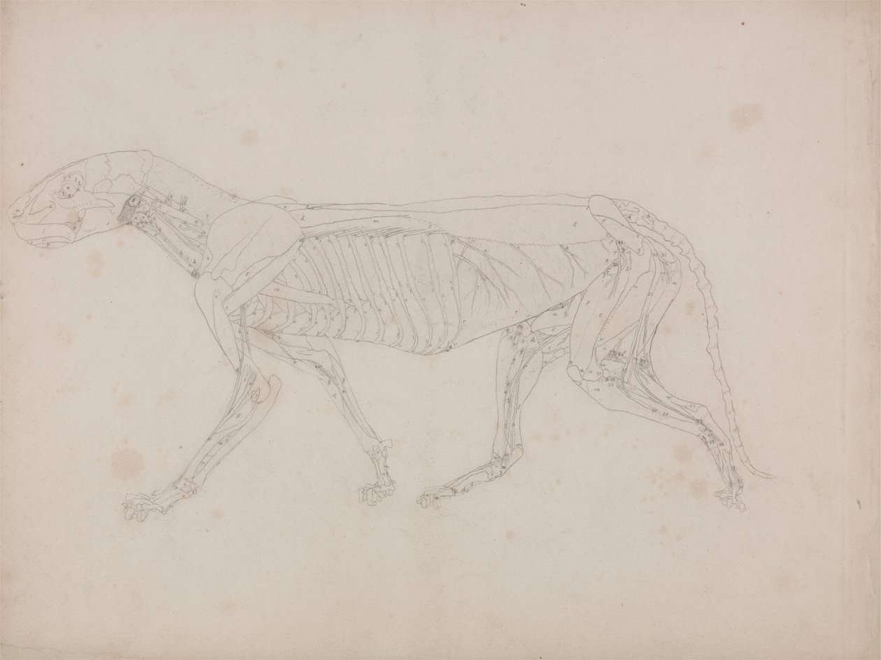 Tigerkrop, set fra siden af George Stubbs