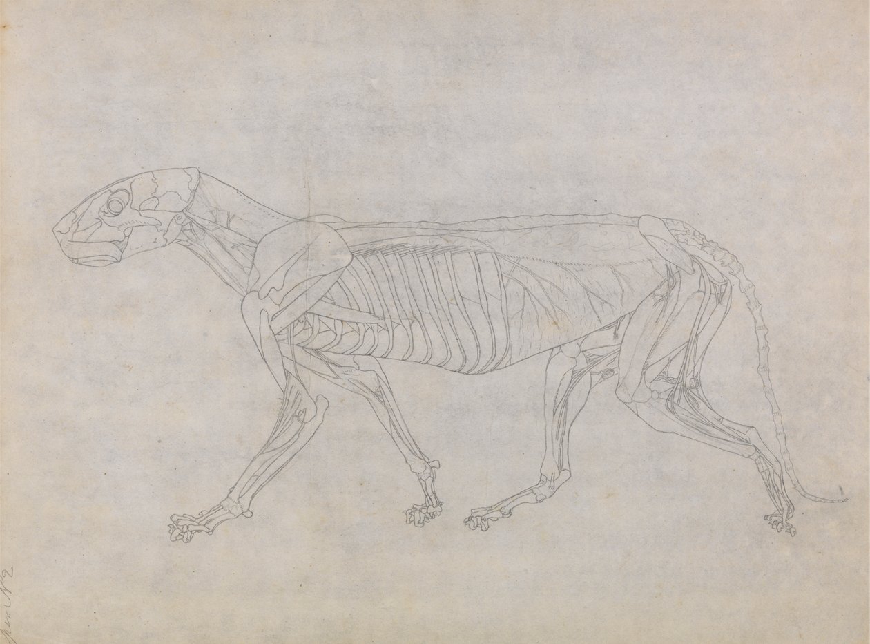 Tigerkrop, set fra siden af George Stubbs