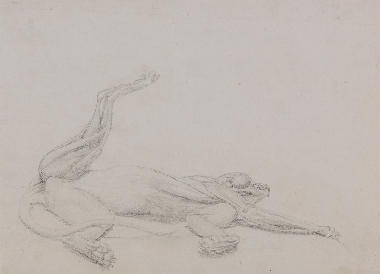 Tigerkrop, liggende, set ventralt af George Stubbs