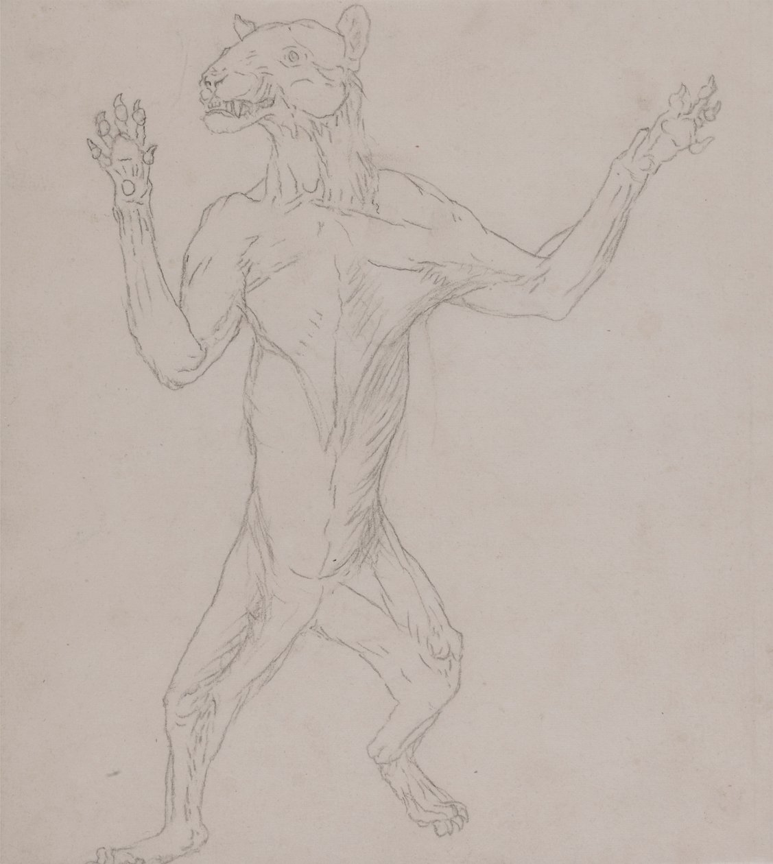 Tigerkrop, stående i menneskelig stilling af George Stubbs