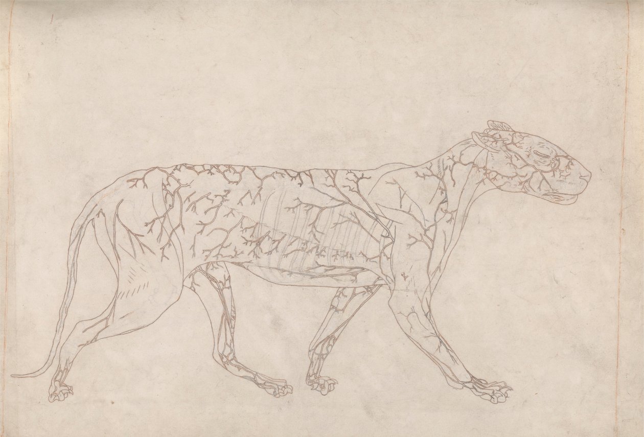 Tiger, sidebillede (konturundersøgelse af overfladeblodforsyningen, forberedt til nøglefiguren til tabel IX) af George Stubbs