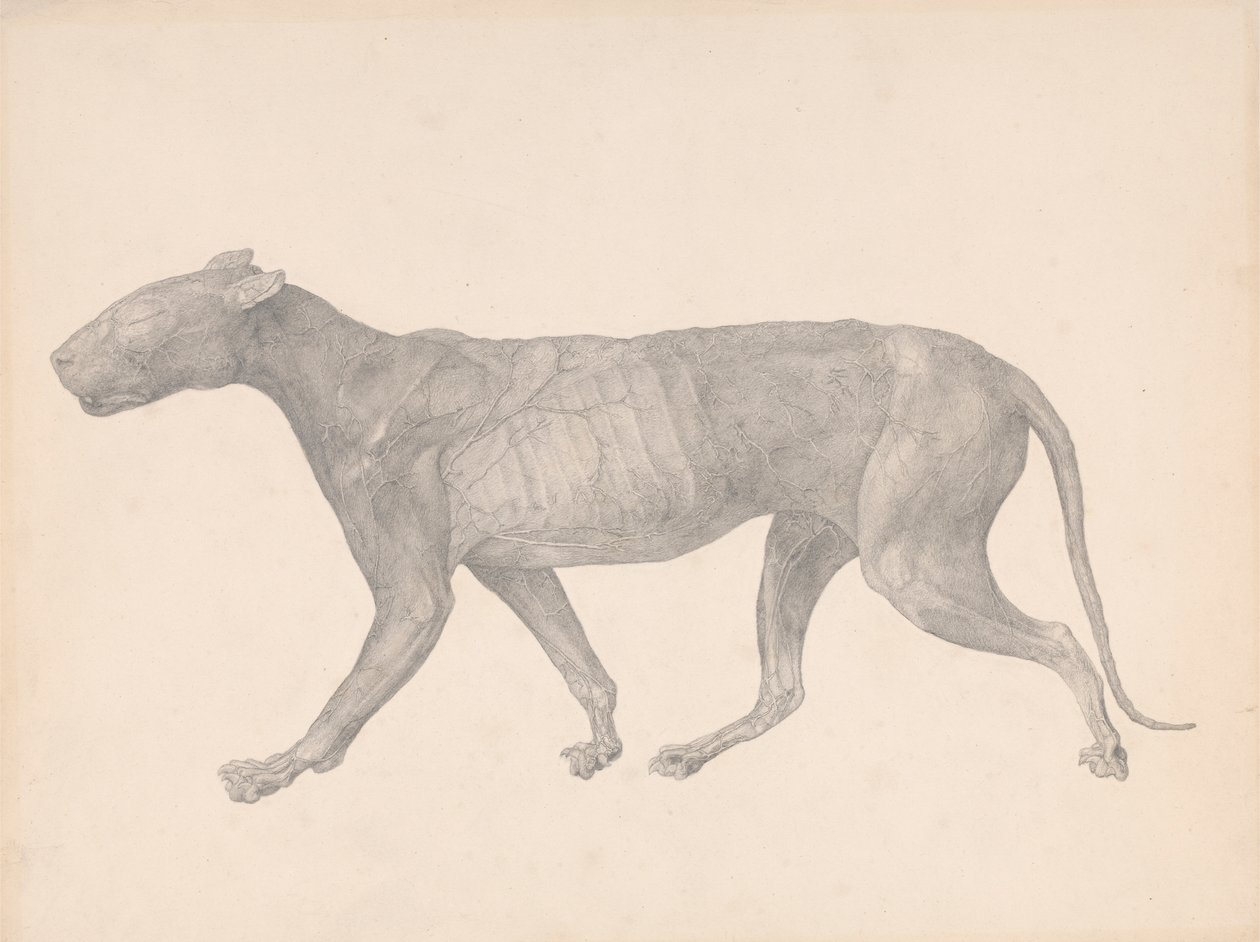 Tiger, set fra siden, med hud og væv fjernet (færdig undersøgelse for tabel IX) af George Stubbs
