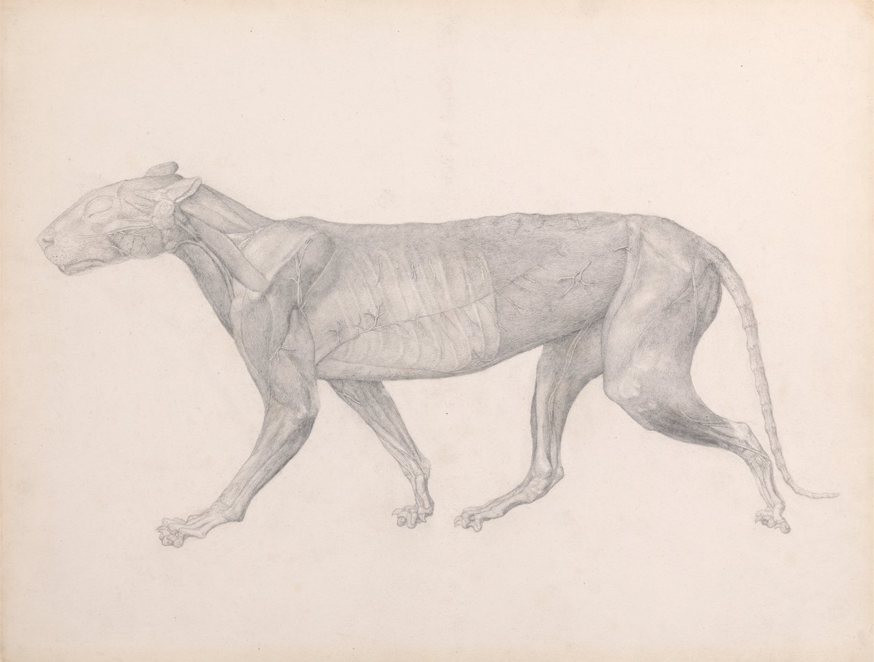 Tiger, set fra siden, med bindevævet over musklerne fjernet (færdig undersøgelse for tabel XIV) af George Stubbs