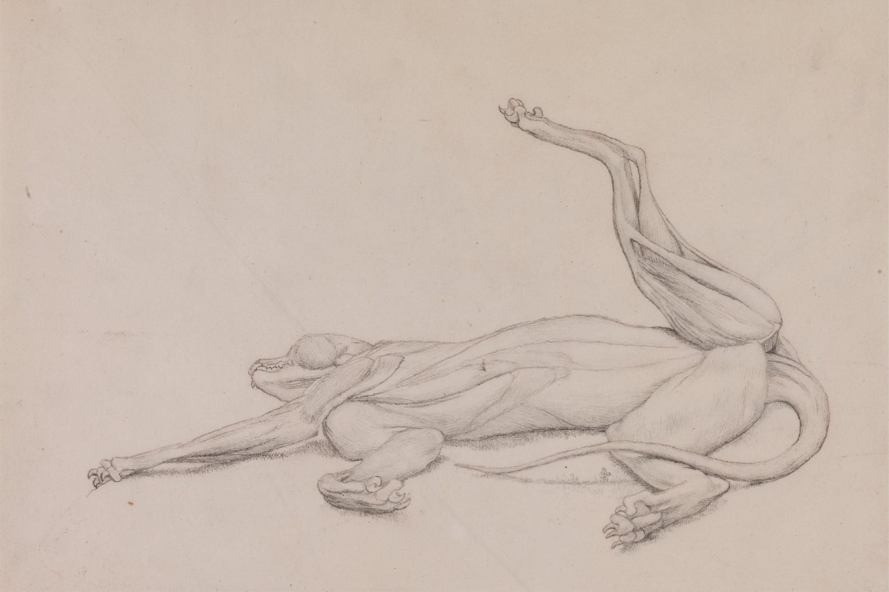 Tiger, liggende, set ventralt af George Stubbs