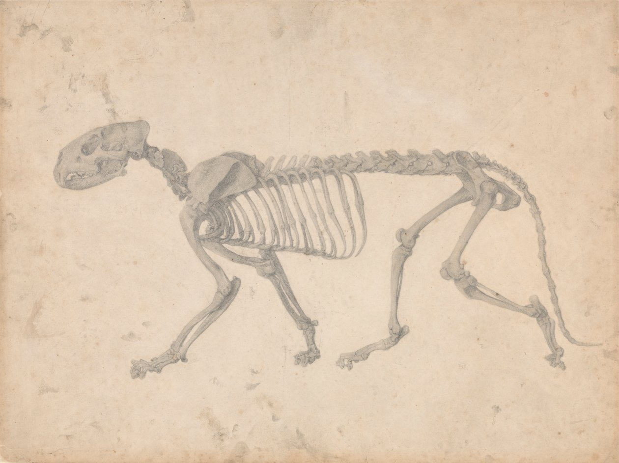 Tigerskelet, set fra siden (færdig undersøgelse til tabel IV) af George Stubbs