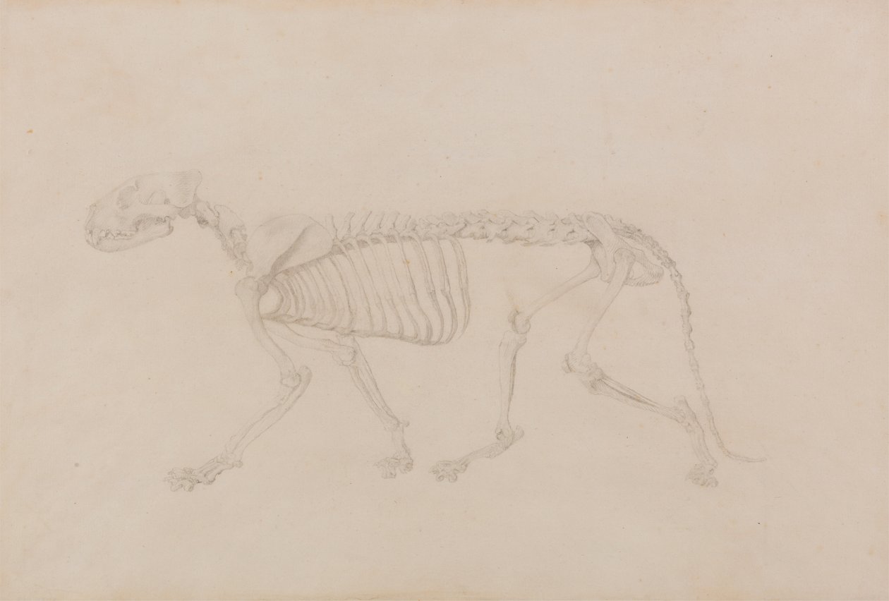 Tiger skelet, sideværts (Højt afsluttet undersøgelse for tabel IV) af George Stubbs