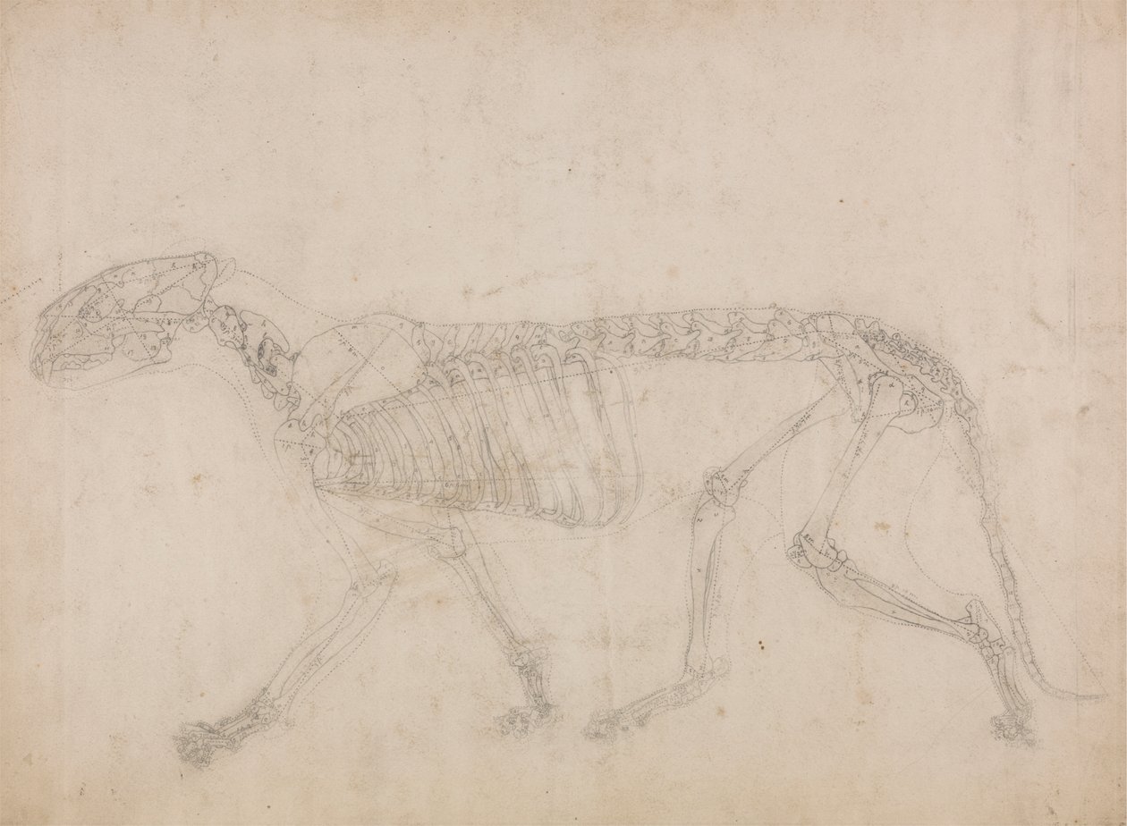 Tiger Skeleton, Lateral View (Sandsynligvis masterstudiet af skelettet) af George Stubbs