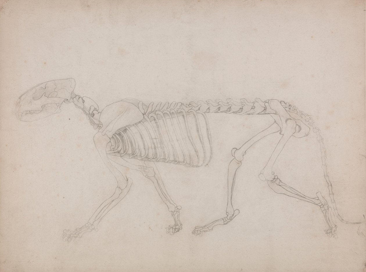 Tigerskelet, set fra siden af George Stubbs