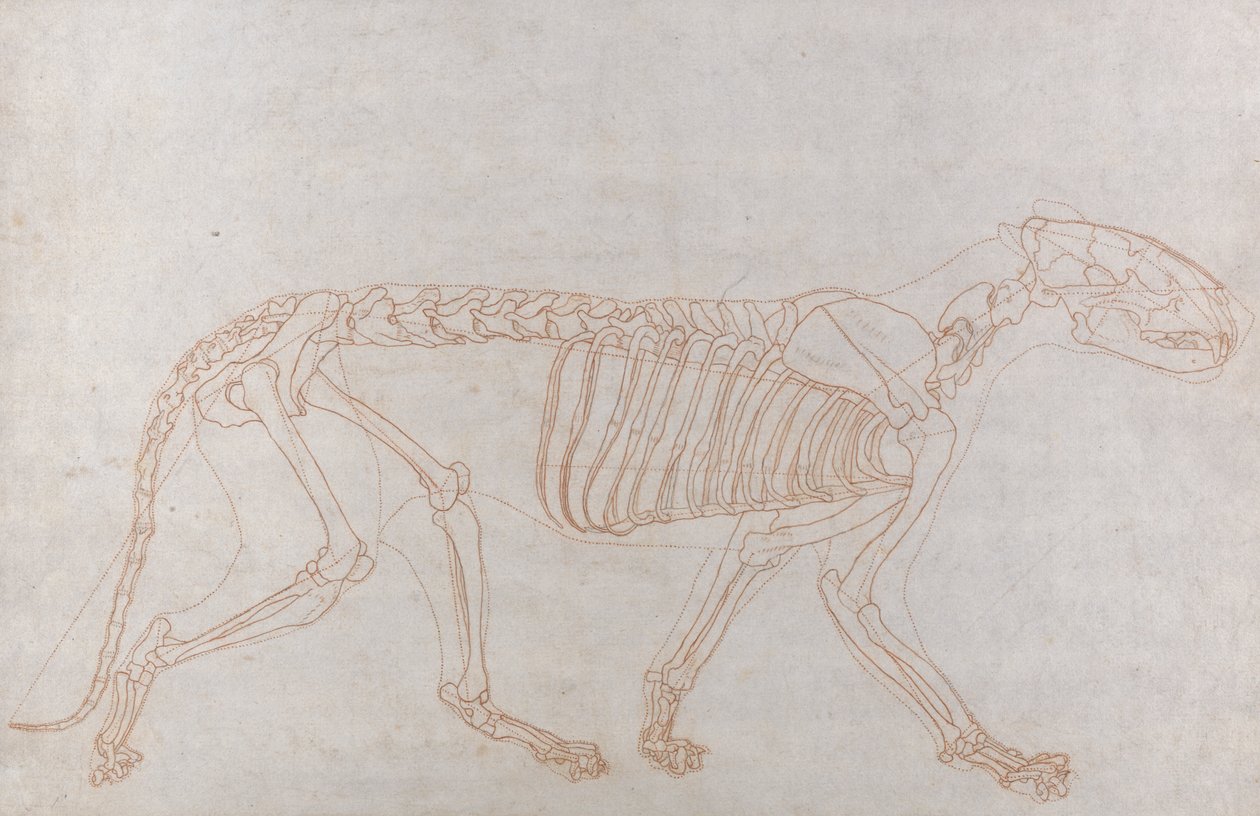 Tigerskelet, set fra siden af George Stubbs