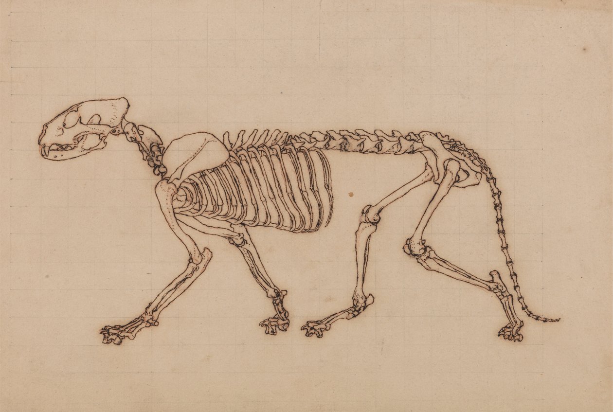 Tigerskelet, set fra siden af George Stubbs